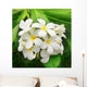 Branch Tropical Flowers Frangipani Wall Decal