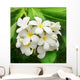 Branch Tropical Flowers Frangipani Wall Decal