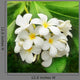 Branch Tropical Flowers Frangipani Wall Decal