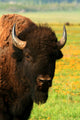 Wyoming Bison 3 Wall Decal