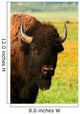 Wyoming Bison 3 Wall Decal
