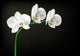 White Orchid Wall Decal