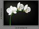 White Orchid Wall Decal