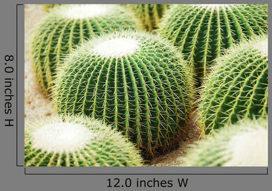 Cactus Wall Decal