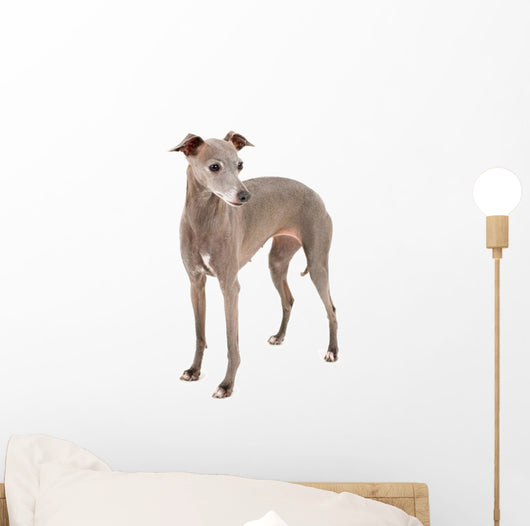 Italian Greyhound Wall Decal