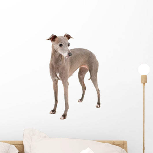 Italian Greyhound Wall Decal