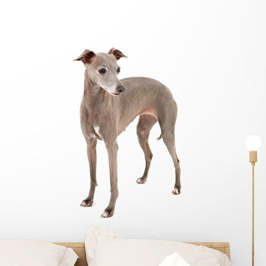 Italian Greyhound Wall Decal