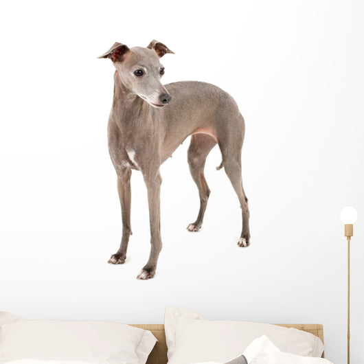 Italian Greyhound Wall Decal