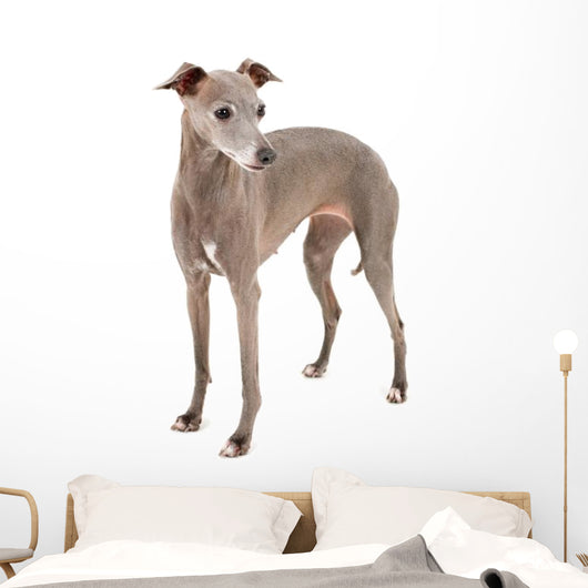 Italian Greyhound Wall Decal