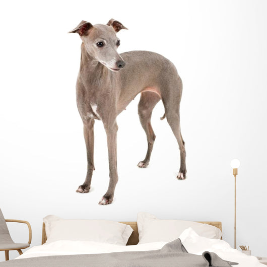 Italian Greyhound Wall Decal