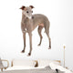 Italian Greyhound Wall Decal