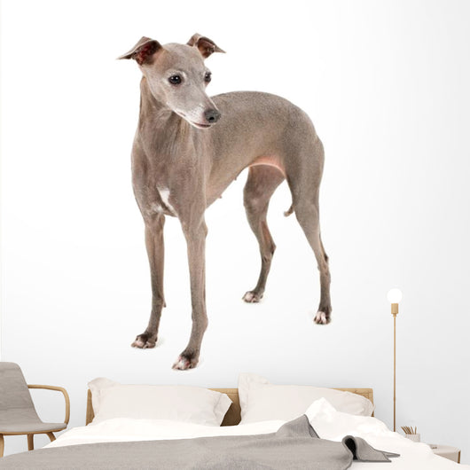 Italian Greyhound Wall Decal