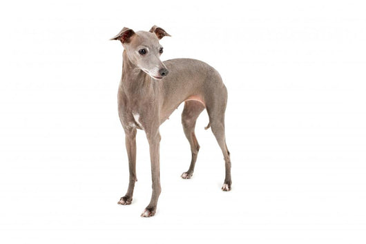 Italian Greyhound Wall Decal