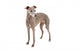 Italian Greyhound Wall Decal