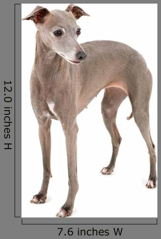 Italian Greyhound Wall Decal