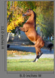Arabian Horse Rearing up Wall Decal