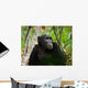 Wild Chimpanzee Portrait Wall Decal