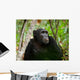 Wild Chimpanzee Portrait Wall Decal