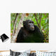 Wild Chimpanzee Portrait Wall Decal