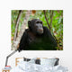 Wild Chimpanzee Portrait Wall Decal