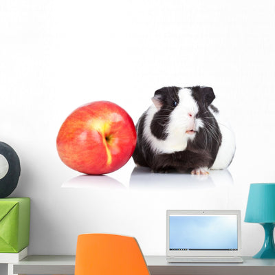 Black Guinea Pig and Wall Decal shown on a wall