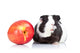 Black Guinea Pig and Wall Decal