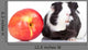 Black Guinea Pig and Wall Decal