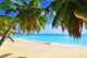 Palm over Tropical Beach Wall Decal