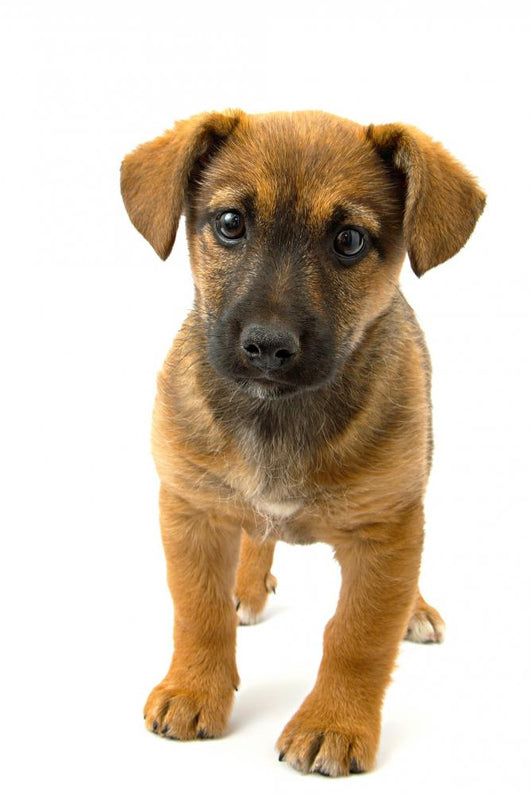 Dog Wall Decal