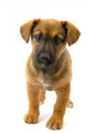 Dog Wall Decal