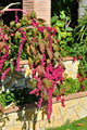 Cat Tail-amaranthus Caudatus Wall Decal