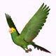 Double Yellow Amazon Parrot Wall Decal