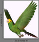 Double Yellow Amazon Parrot Wall Decal