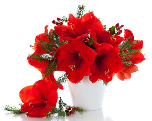 Christmas Arrangement Amaryllis Wall Decal