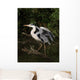 Grey Heron Ready for Wall Decal
