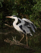 Grey Heron Ready for Wall Decal