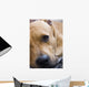 American Staffordshire Terrier Wall Decal