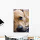 American Staffordshire Terrier Wall Decal