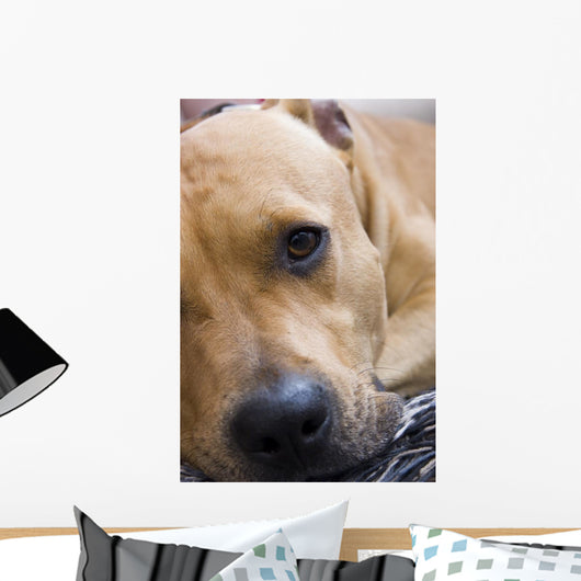 American Staffordshire Terrier Wall Decal