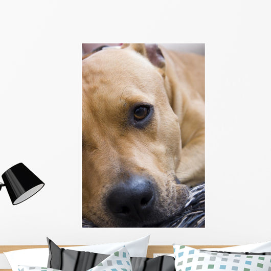 American Staffordshire Terrier Wall Decal