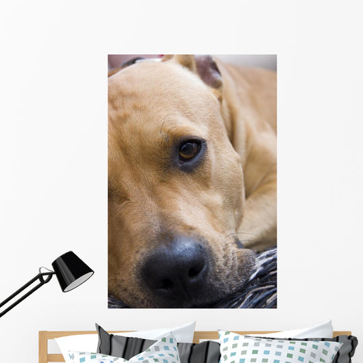 American Staffordshire Terrier Wall Decal