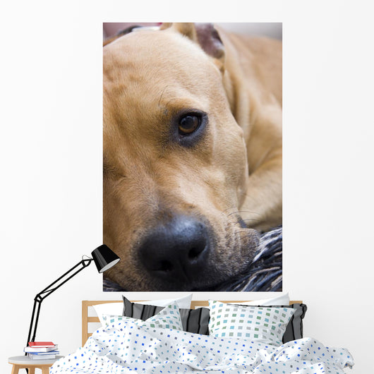 American Staffordshire Terrier Wall Decal