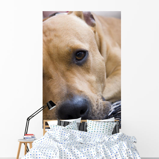 American Staffordshire Terrier Wall Decal