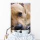 American Staffordshire Terrier Wall Decal