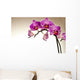 Storczyk Z Piknymi Kwiatami Wall Decal