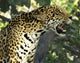 Jaguar Tree Wall Decal