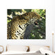 Jaguar Tree Wall Decal