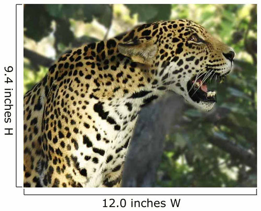 Jaguar Tree Wall Decal