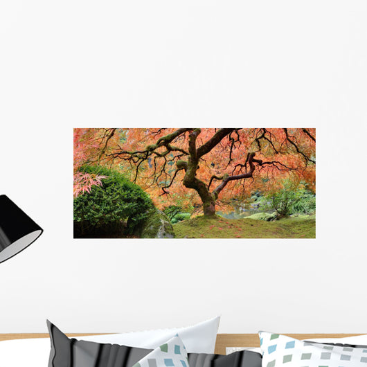 Old Japanese Maple Tree (Wide Shot) Wall Decal