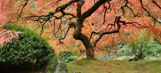 Old Japanese Maple Tree (Wide Shot) Wall Decal